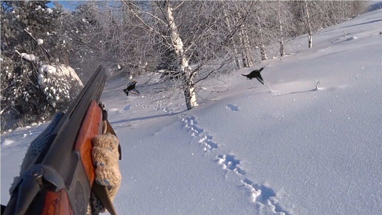 Охота на тетерева зимой с подхода. Охота на тетерева зимой на лунках. Охота на тетерева зимой с подхода. Охота на тетерева зимой с подхода. Охота на косача зимой на лунках с подхода.