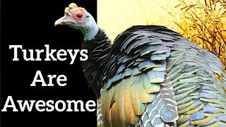 Turkeys Are Awesome - Difference Between Wild and Domesticated Turkeys