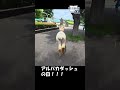 市川市動植物園でアルパカダッシュ Alpaca Dash at Ichikawa City Zoological and Botanical Garden