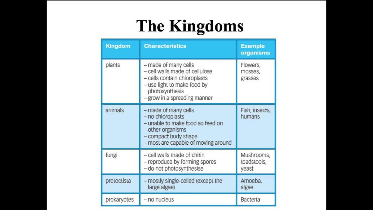 B2 Classification YouTube b2-classification-youtube