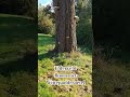 Elderveld een boom #shortsvideo #arnhem #sonsbeekpark #elderveld