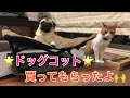 【パグ猫】ドッグコット買ってもらったよ☆/QUICK CAMP(vol.19)