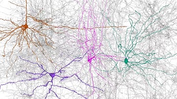 Building a wiring diagram of the brain
