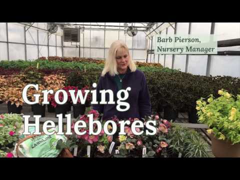 Video: Hellebore Blossom Perubahan Warna – Mengapa Hellebore Saya Menjadi Hijau