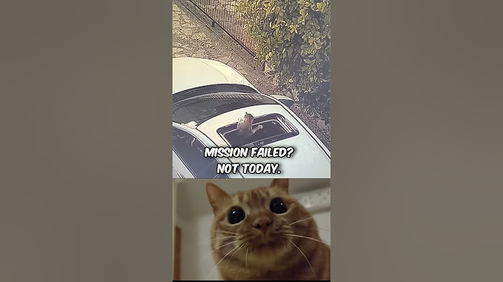 Mission failed? Not today. #cat #funny #cute