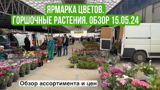 Ярмарка цветов Краснодар. Горшочные растения. Обзор 15 мая 2024г.