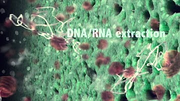 Molecular  Diagnostics Platform Idylla