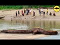 5 Prehistoric Snakes Caught on Camera &amp; Spotted in Real Life.