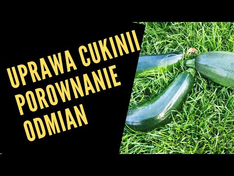 Wideo: Wszystko O Cukinii. Którą Odmianę Wybrać?