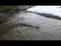 crocodile attacks boat up close