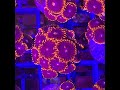 Zoa black fire ring  nestorio coral farm