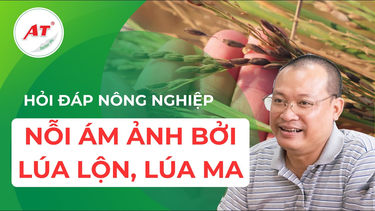 Tiến sĩ ăn nằm với cây lúa tìm ra phương pháp diệt 95% lúa lộn, lúa ma ...