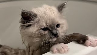 10 week old kittens get their first bath by Pearl's Ragdolls 30,457 views 5 months ago 1 minute, 20 seconds