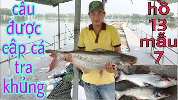 Câu cá tra hồ 13 mẫu 7 lên cặp cá tra khủng