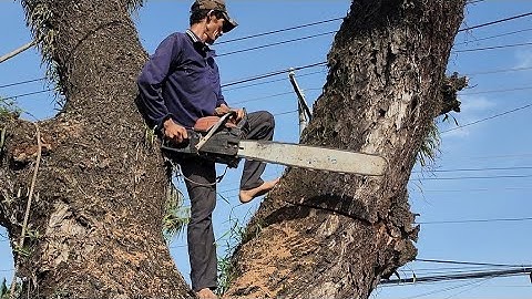 Cưa  cây  còng  siêu  khủng  , Ở gần  chợ  huyện  tri  tôn  .Cưa  cây  kỷ thuật  cao