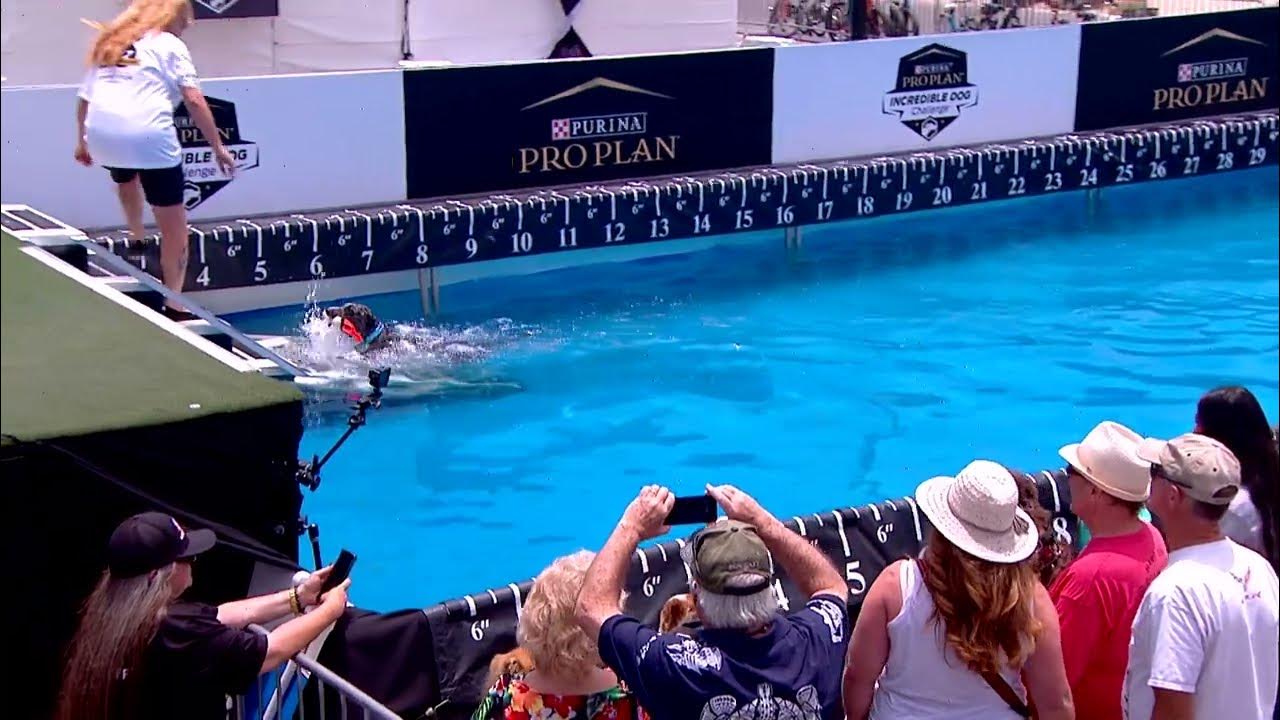 Dog Sports Diving Dog and Dock Jumping Competition YouTube
