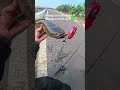 SEMUDAH INI PADQHAL‼️ #fishing #snakehead #short #fyp