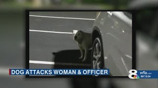 St.pete Woman Seriously Injured In Dog Attack Animal Shot And Killed The Owner Says It Didnt Happ