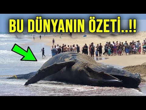 Dünyayı Dehşete Düşüren Mucizevi Mavi Balinanın Sesi Suudi Arabistan'da Ortaya Çıktı... İmkansız?