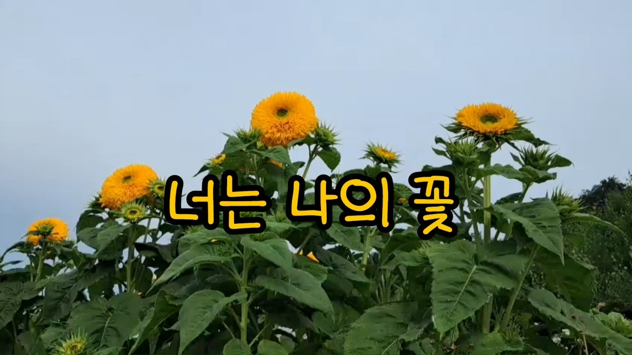 너는 나의 꽃 ㅣ감성음악 ㅣ전곡듣기