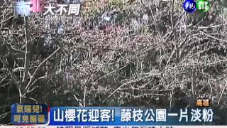 來藤枝泡湯! 梅櫻散落宛如白雪