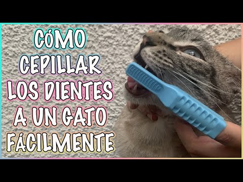 Video: Cepillando los dientes de tu gato