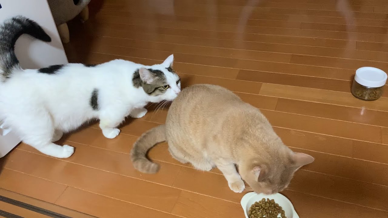 小走りで逃げる猫 - YouTube