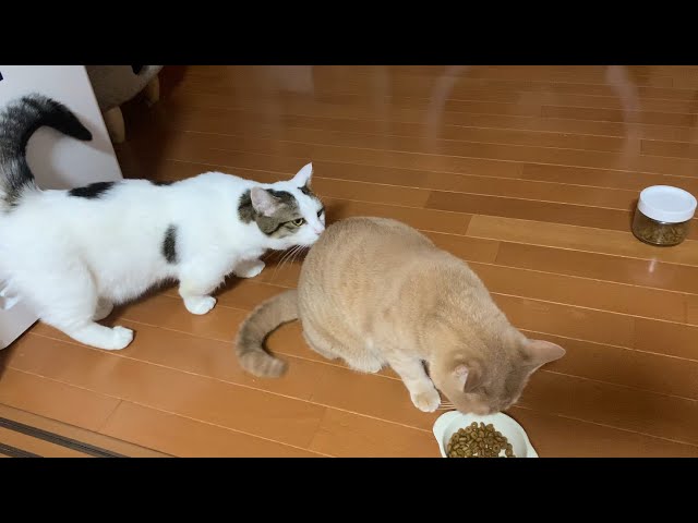 小走りで逃げる猫 - YouTube