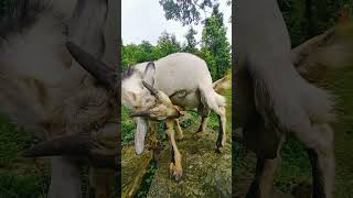 ?????goatfarming Nepal❤️needsupportguys subscribe ..plz??