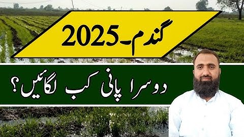 Wheat Second Irrigation Time in Pakistan || Bilal Kanju Official