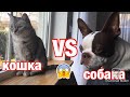 Собака vs кошка | dogfight | Boston Terrier
