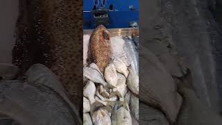 Alkhor fish 🐠 market #ttamding vlog