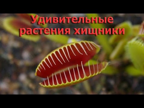 Удивительные растения хищники