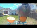 May 12th 2026 , backyard bird feeder camera