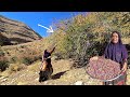 🏔️🥜 From Wild Pistachios to Red Barberries 🍇: Kolsoom’s Healing Journey for Gordo 💊
