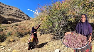 From Wild Pistachios To Red Barberries Kolsooms Healing Journey For Gordo