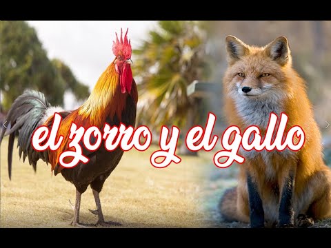 Video: ¿Tomaría un zorro una cabra pigmea?