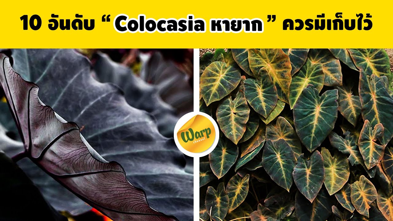 colo ราคา ถูก  2022 Update  10 อันดับ Colocasia หายาก ราคาถูกๆ ตั้งแต่หลัก 1000 บาทขึ้น ควรมีเก็บเอาไว้ปลูก