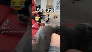 Staffordshire bull terrier belly scratches! #dog #cute #staffy #pets #funny #cutedog #shorts