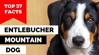 99% of Entlebucher Mountain Dog Owners Don't Know This