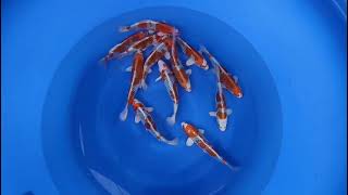 Kajuku Omosako Rasta Koi Tosia 2023