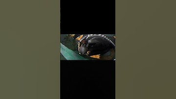 Alpha toothless in different colors 🫶🔥