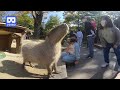 3D 180VR 4K Giant & Cute Capybara 😊😊 Children love Capybara