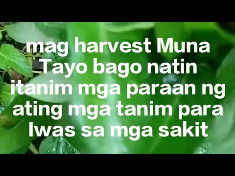 mag harvest Muna Tayo bago natin itanim  mga paraan ng ating mga tanim para Iwas sa mga sakit