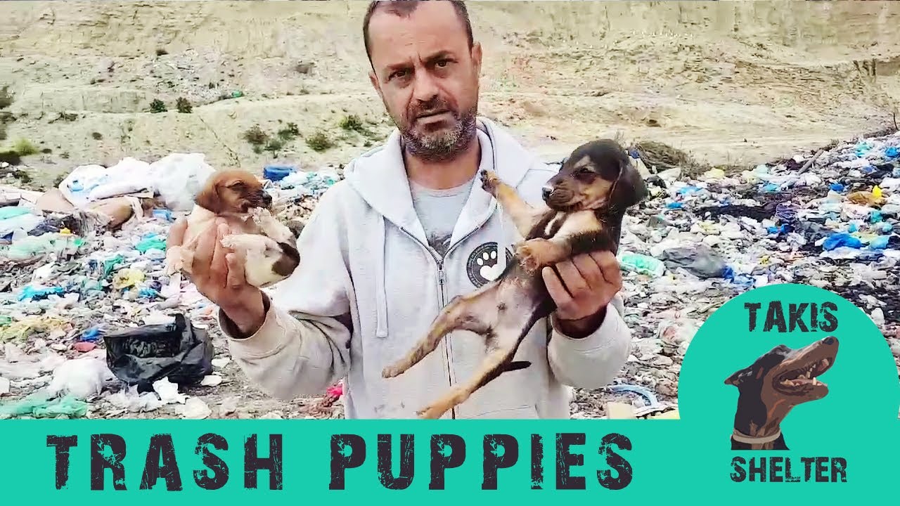 dog saved by dolphin They threw puppies in the landfill to be buried alive - Iggy's rescue - Takis shelter