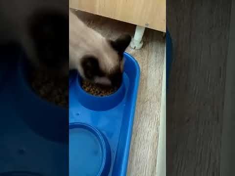 Кот ест сухой корм Purina one
