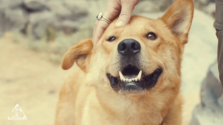 The Santa Fe Animal Shelter Presents: Lester's Story