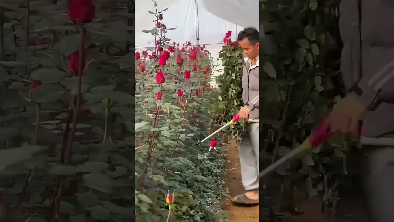 Picking greenhouse roses improves flower harvesting efficiency