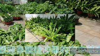 娃沙畢的空中菜園〔007〕