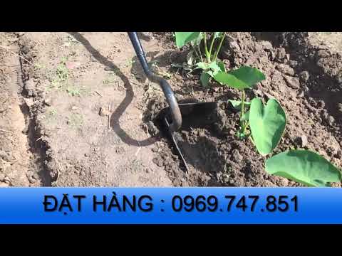 Video CÀY TAY CHÚ NĂM | Chon Vùi Cỏ Dại Cho Củ Khoai Môn - youtube